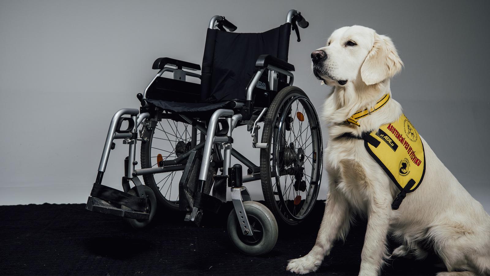 labrador helppes čeká u vozíku, má na sobě žlutou vestu pes ve výcviku