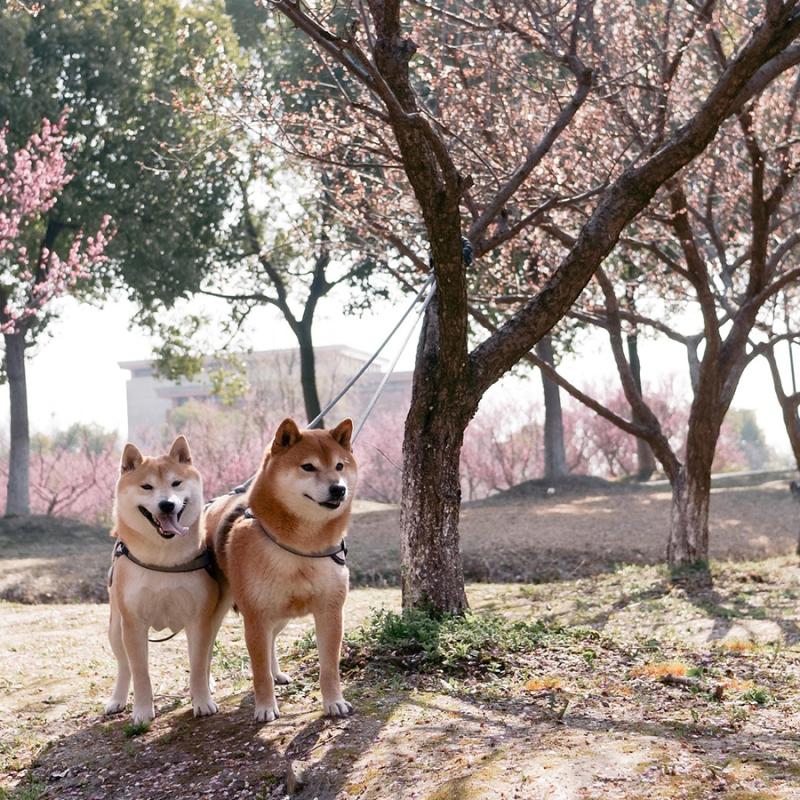 2 shiba-inu v rozkvetlém parku