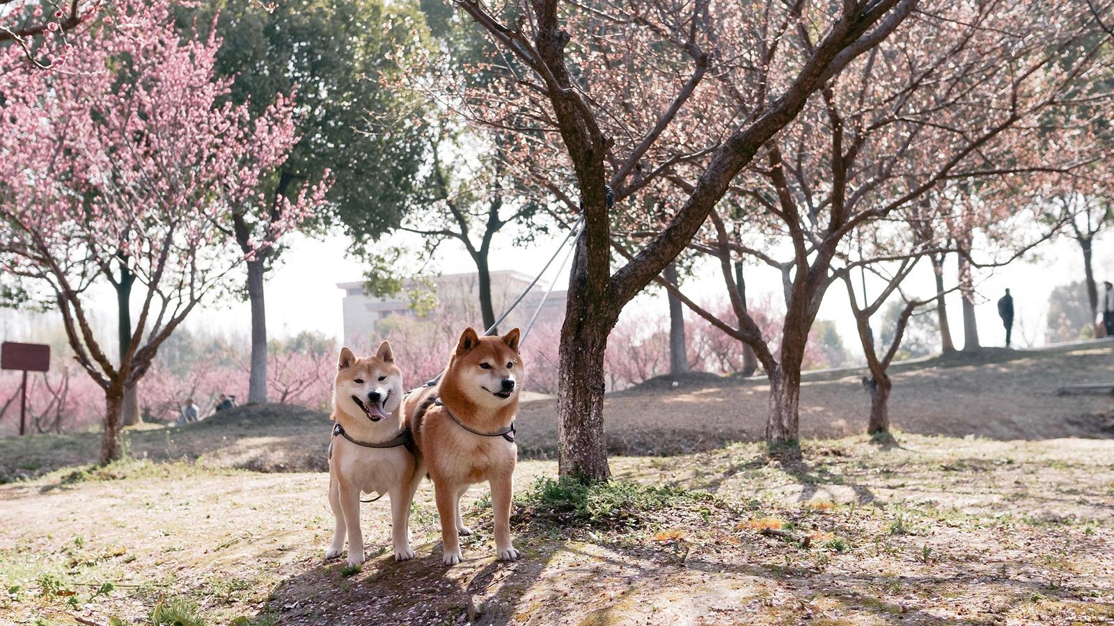 2 shiba-inu v rozkvetlém parku