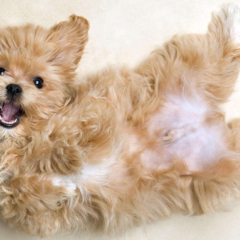 maltipoo leží na zádech a vypadá moc spokojeně