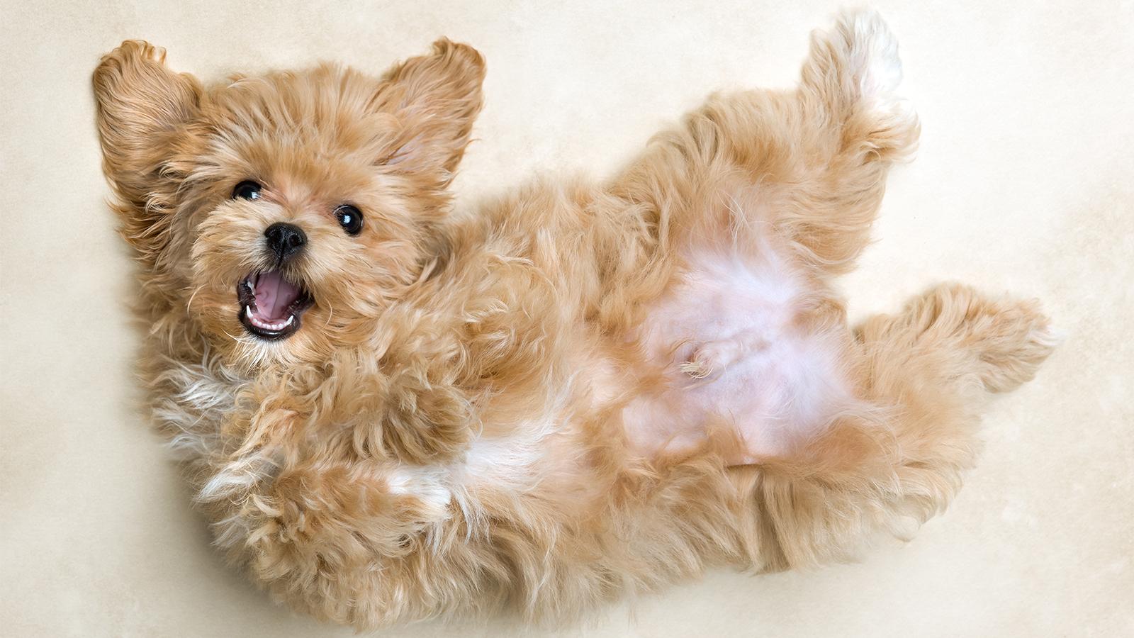 maltipoo leží na zádech a vypadá moc spokojeně