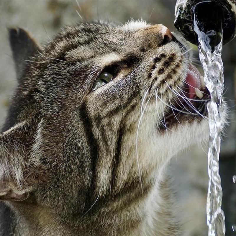 kočka pije tekoucí vodu