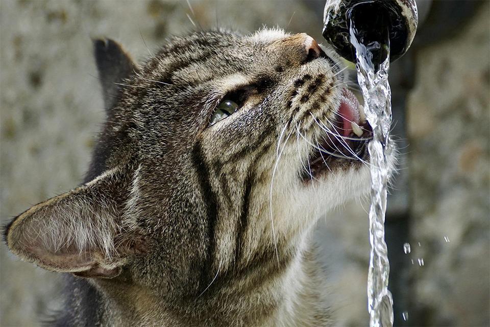 kočka pije tekoucí vodu