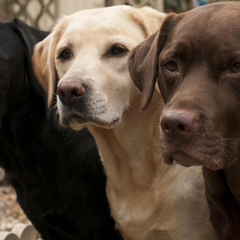 3 labradoři, hnědý, zlatý a černý