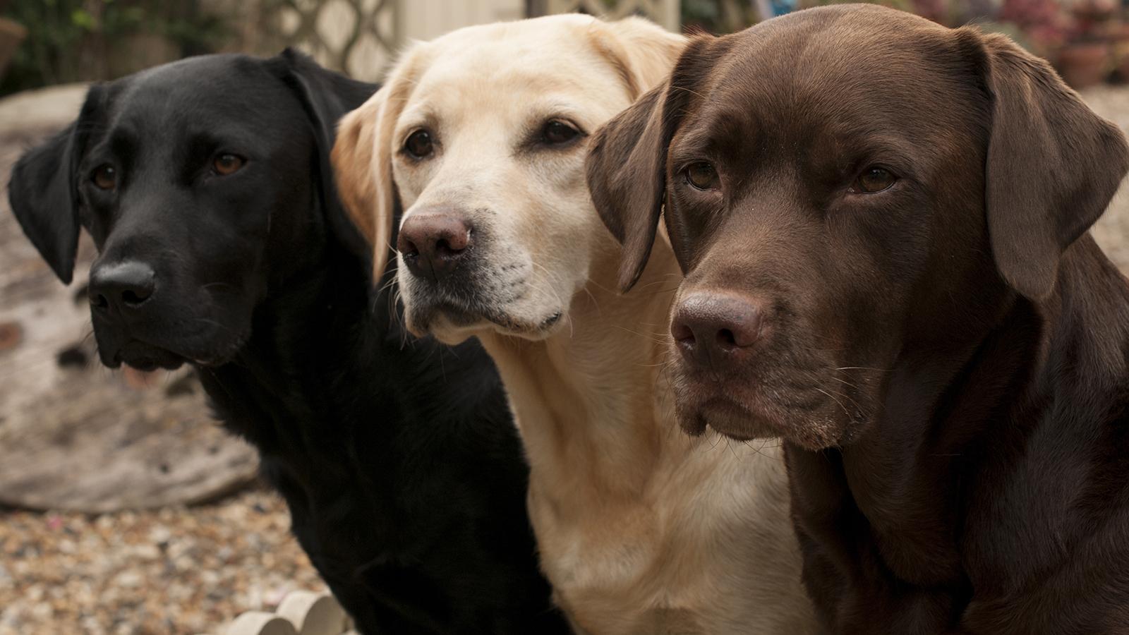 3 labradoři, hnědý, zlatý a černý
