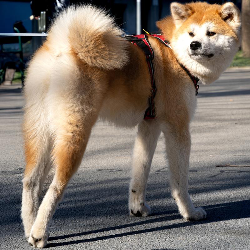 na ulici stojící akita inu