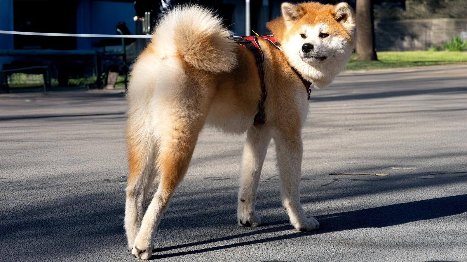 na ulici stojící akita inu