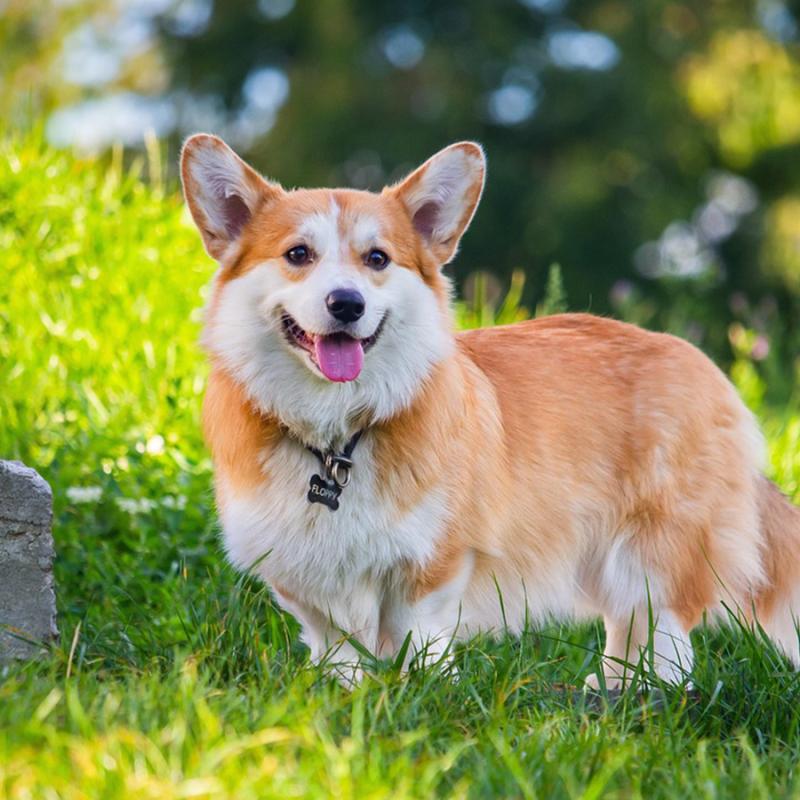 pes welsh corgi postává na zelené trávě
