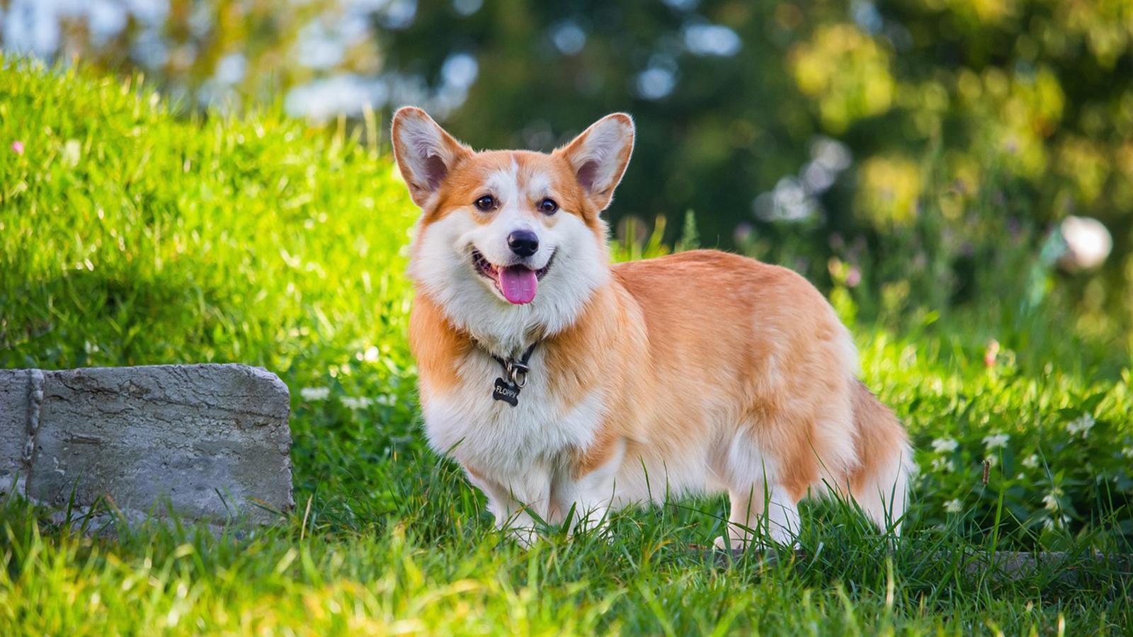 pes welsh corgi postává na zelené trávě