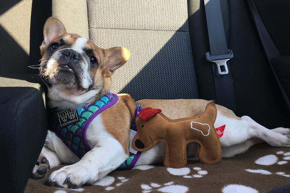 pes cestuje autem s jeho oblíbenou hračkou