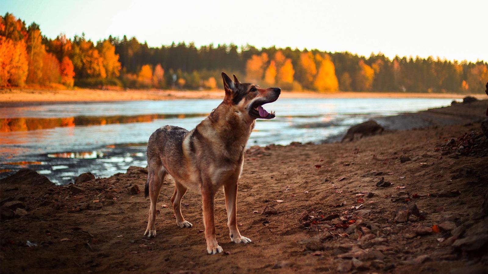 československý vlčák běží listím v lese