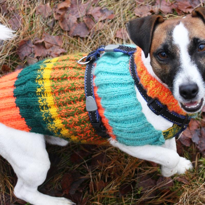 jack russell v pleteném podzimním oblečku