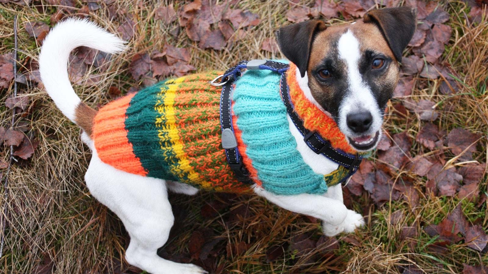 jack russell v pleteném podzimním oblečku