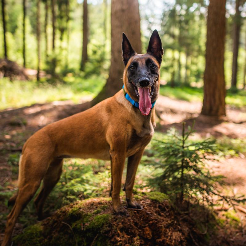 belgický ovčák malinois