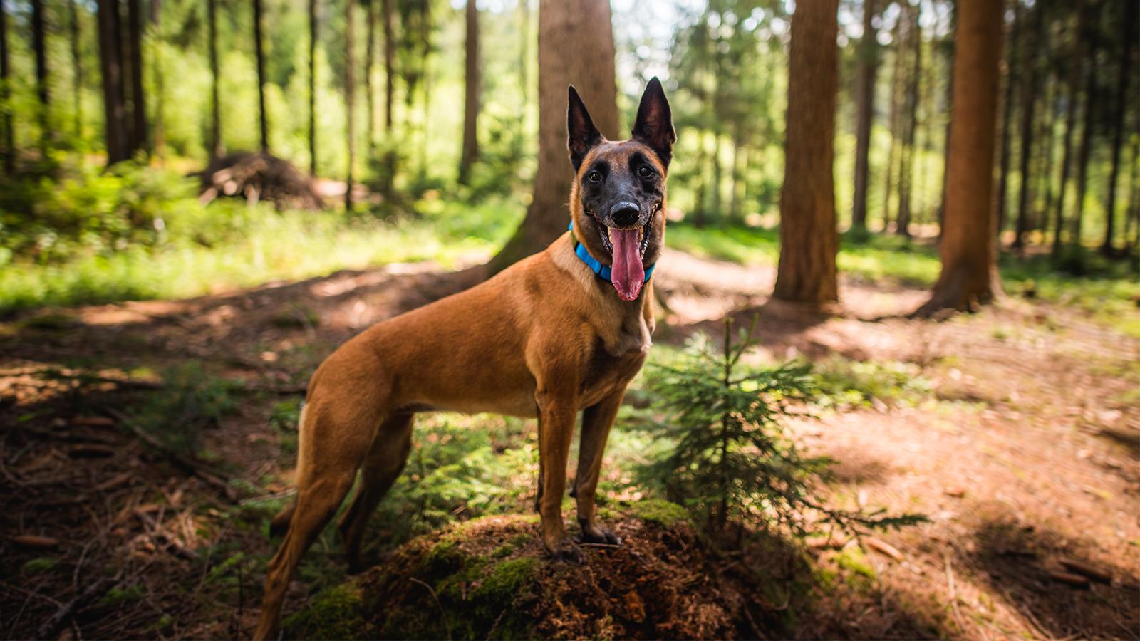 belgický ovčák malinois