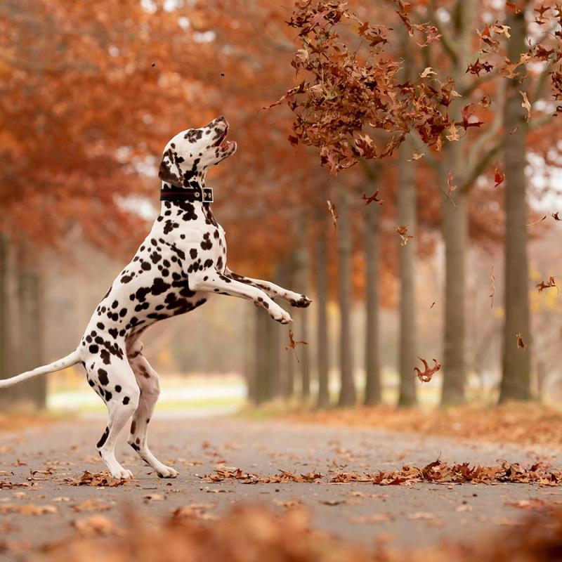 dalmatin chytá podzimní listí v aleji
