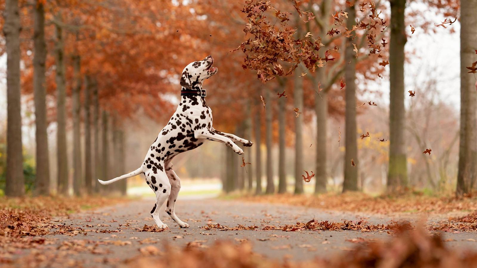 dalmatin chytá podzimní listí v aleji