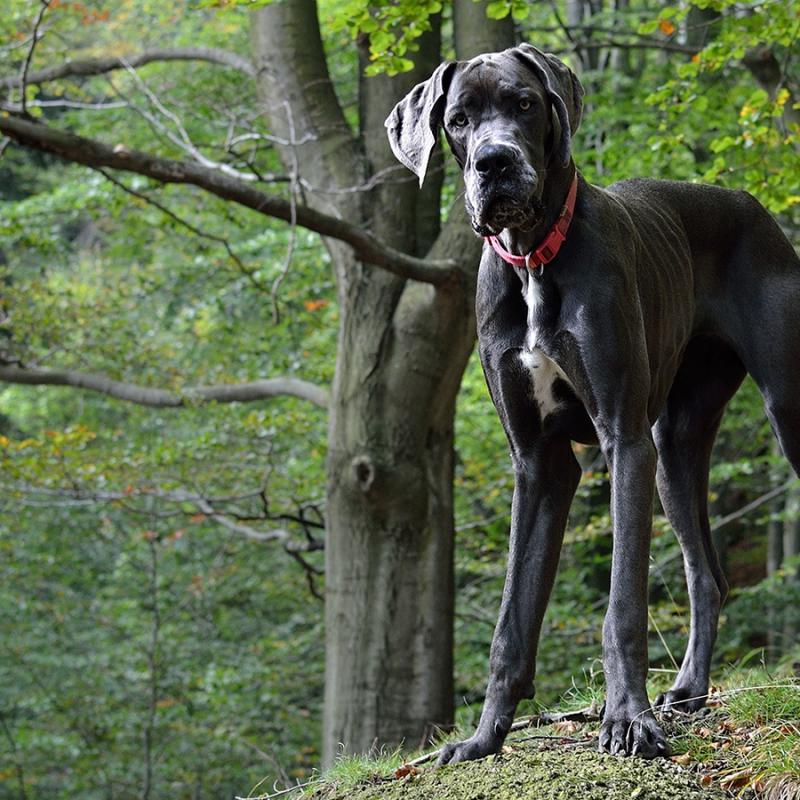 německá doga stojí v lese
