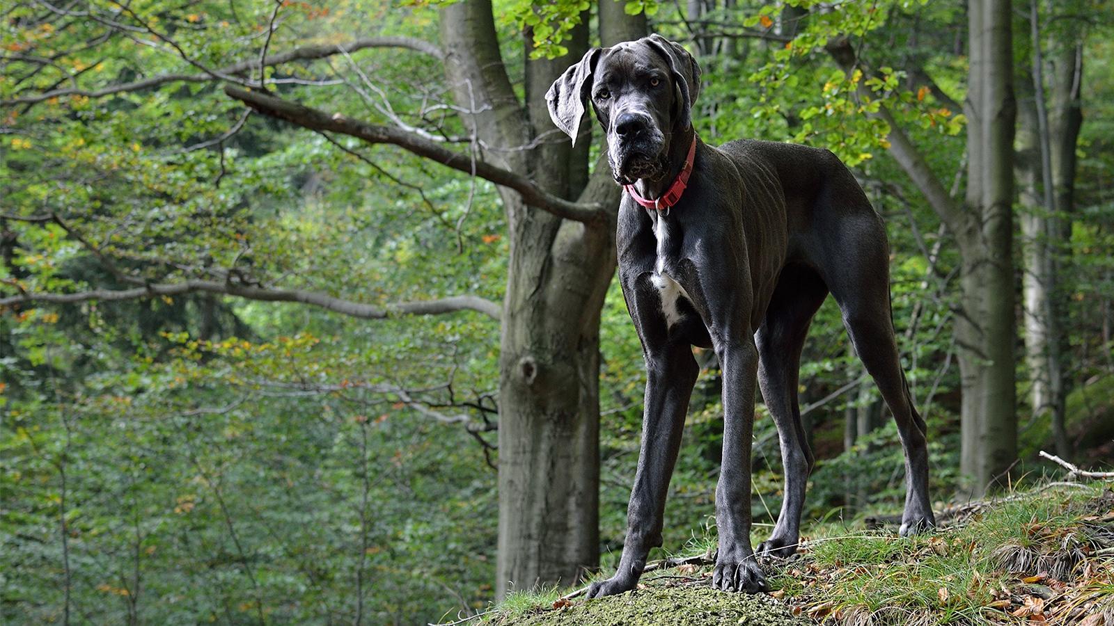 německá doga stojí v lese