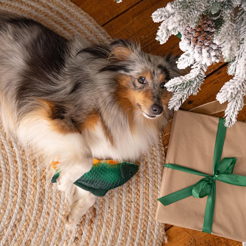 sheltie leží pod stromečkem s vánočními dárky