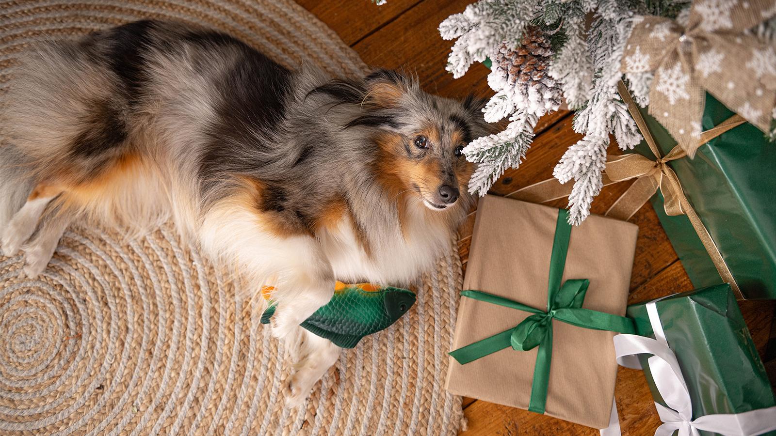 sheltie leží pod stromečkem s vánočními dárky