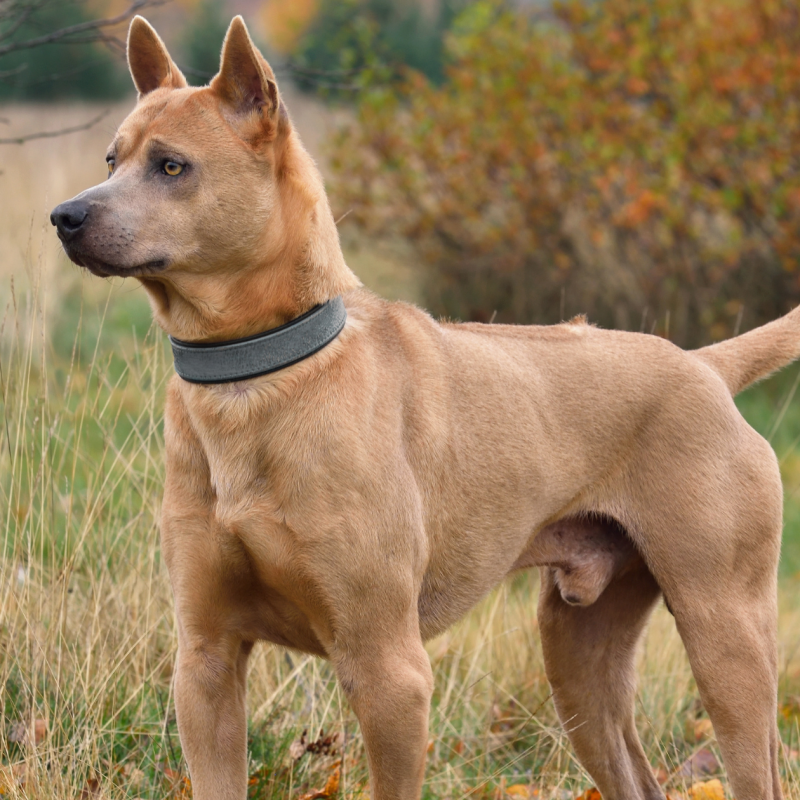 Thajský ridgeback: Exotický poklad s tajuplnou minulostí