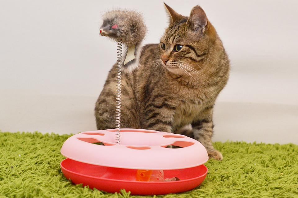 kočka s interaktivní hračkou Akinu
