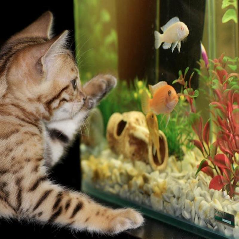 kotě pacičkou zkoumá akvárium s rybičkami