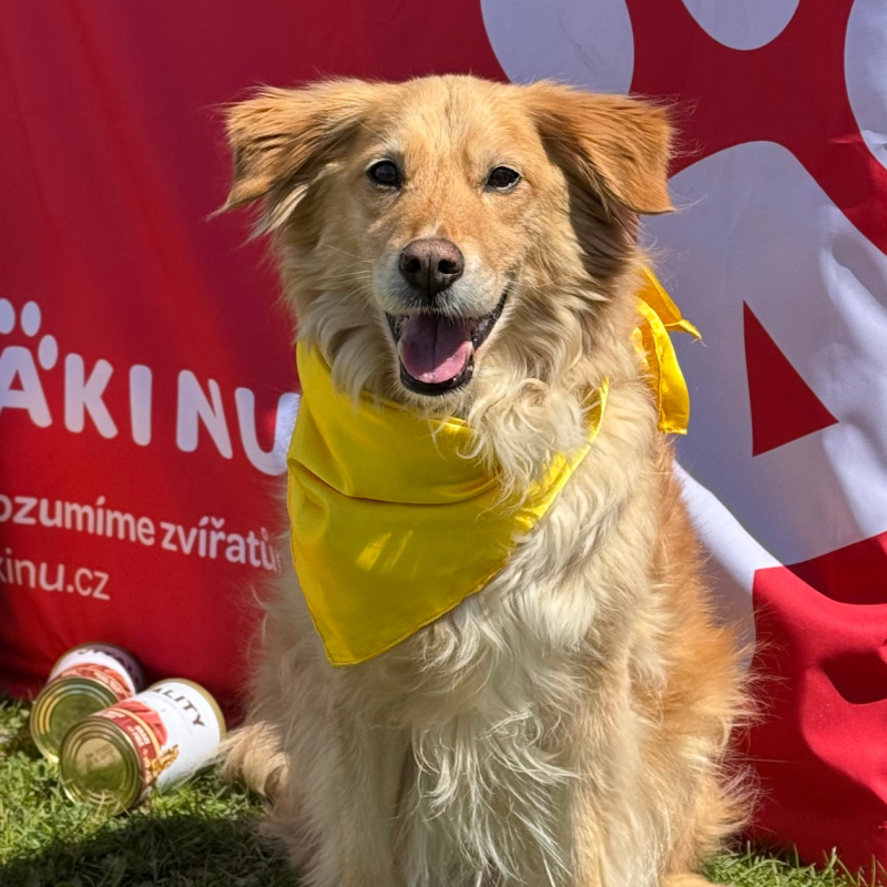 Šedé morče s pamlsky Akinu Pillows, pamlsky jsou vysypané i v balení s mrkví, jablkem a pampeliškou.