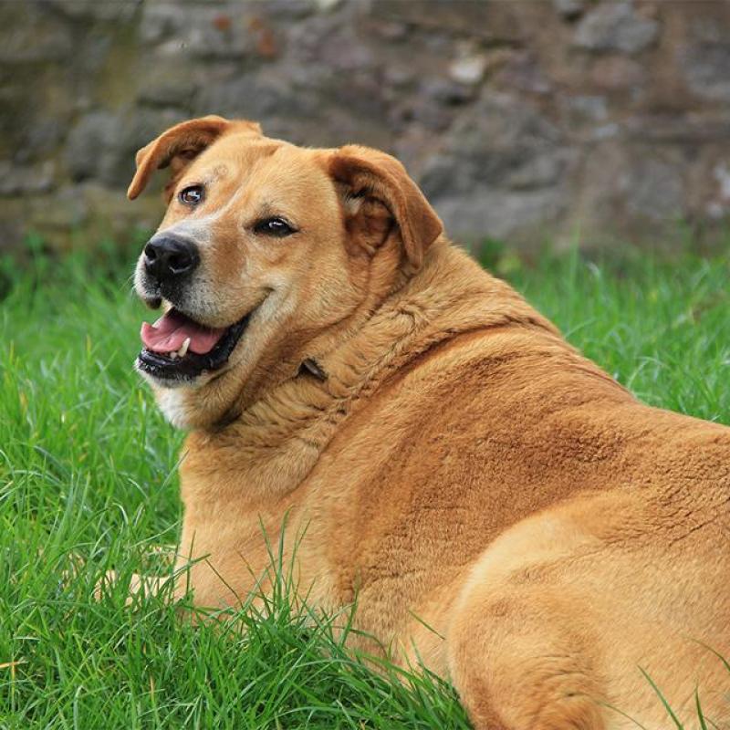 obézní pes leží na zahradě v trávě