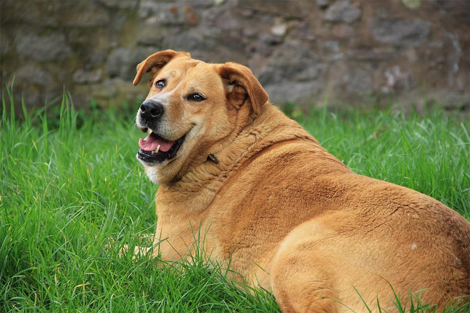 obézní pes leží na zahradě v trávě
