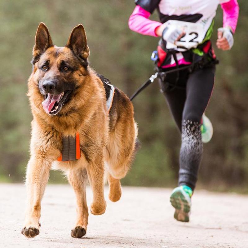 běžec běží se psem canicross
