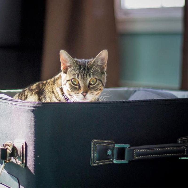 kočka sedí v cestovním kufru