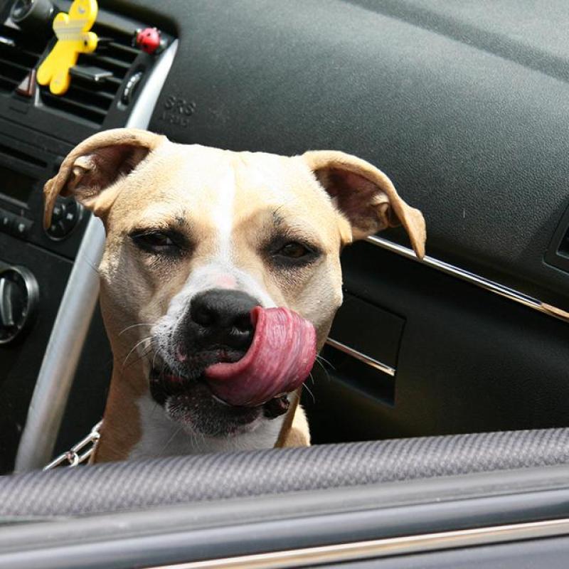 pes sedí v autě u spolujezdce kouká z okýnka a olizuje se