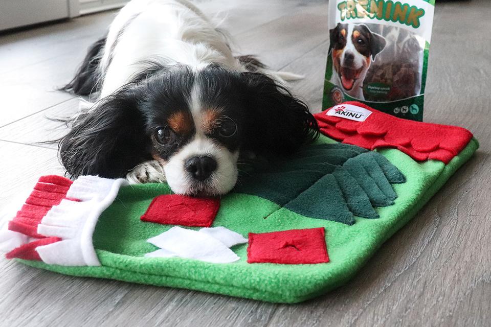 psí kavalír leží na vánoční čmuchací punčoše a má u sebe tréninková masíčka Akinu 