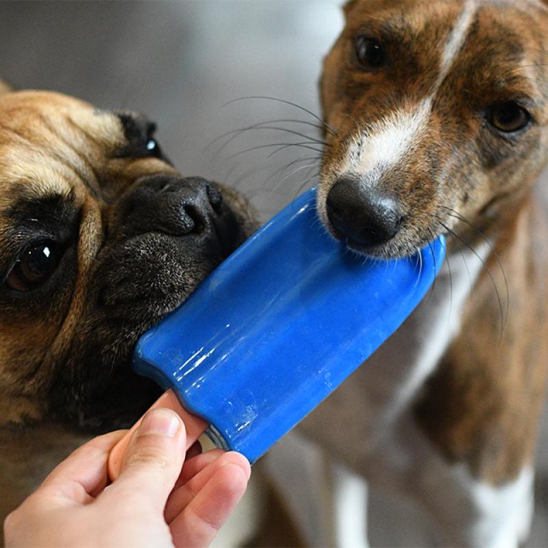 dva psi okusují chladící hračku Akinu nanuk