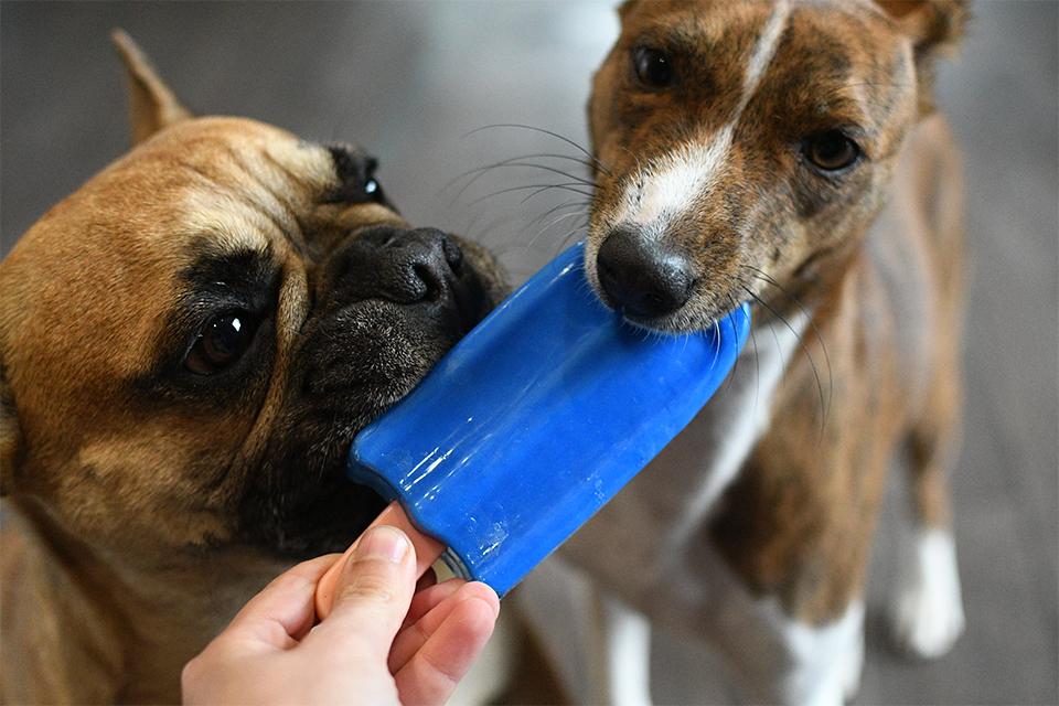 dva psi okusují chladící hračku Akinu nanuk
