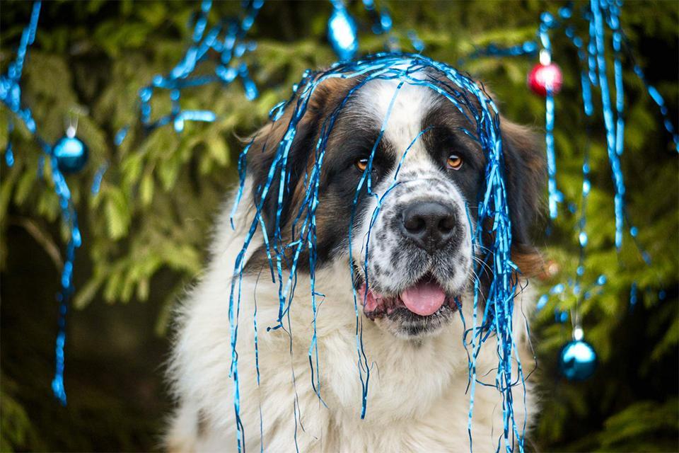 pes u vánočního stromku má na hlavě třásně