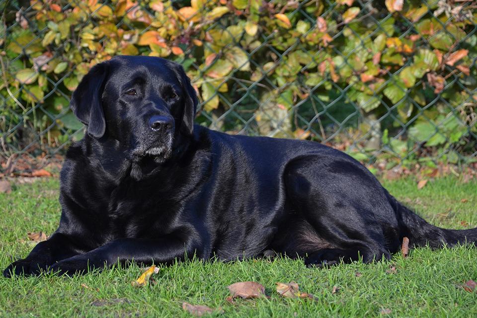 pes s nádhernou lesklou černou srstí leží spokojeně na trávě