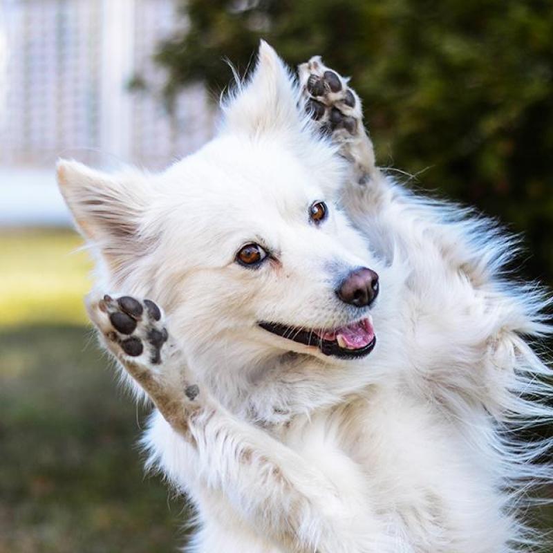 bílý chlupatý pes předvádí trik z dog dancingu