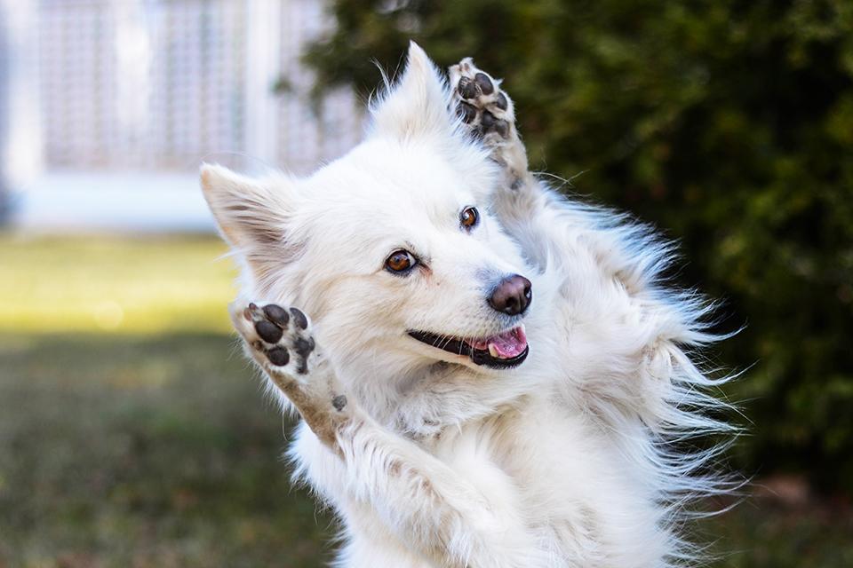 bílý chlupatý pes předvádí trik z dog dancingu