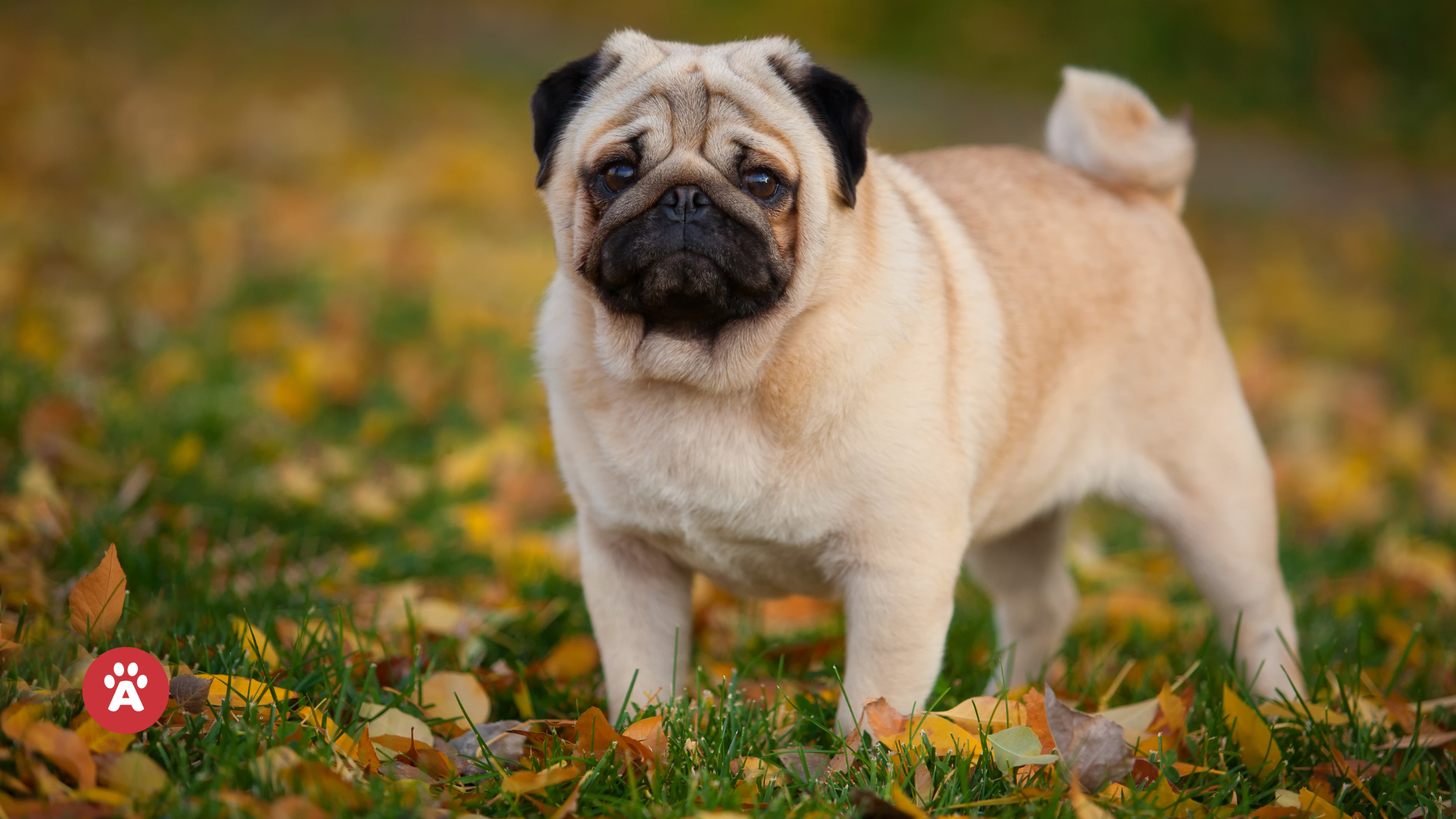 Plemeno mops