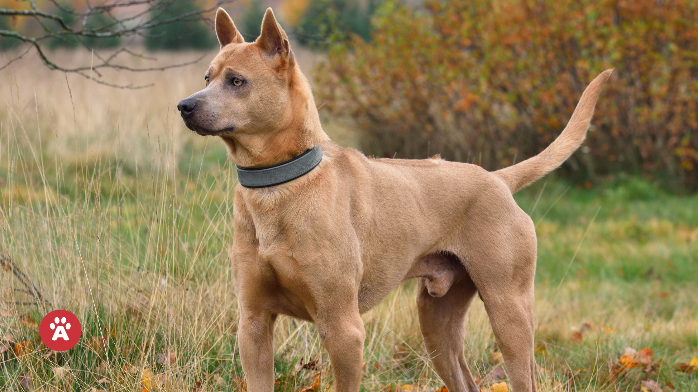 Plemeno thajský ridgeback